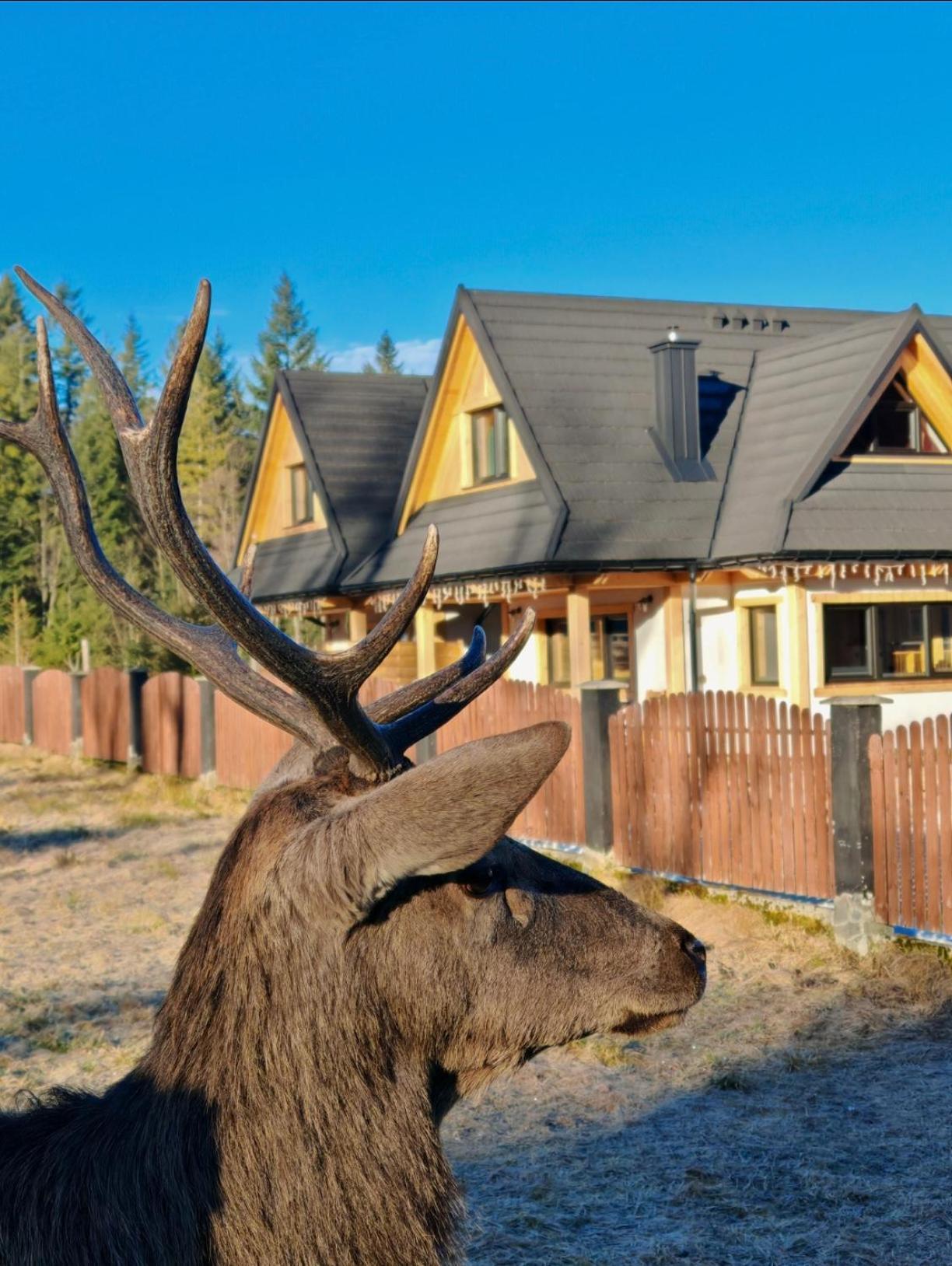 M Domki Zakopane Exterior foto